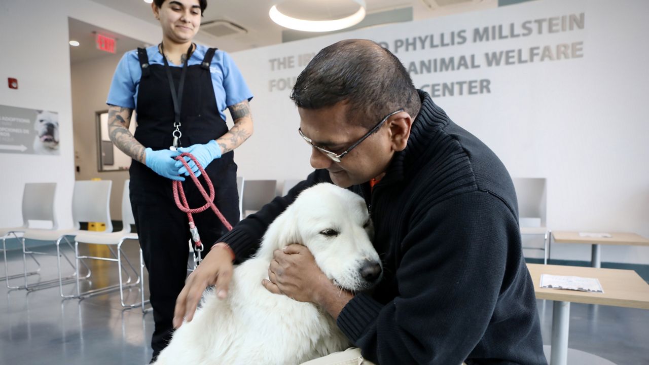 Once the dog — now named Bella — had recovered for several days, Ganesh decided to bring her home. (Spectrum News NY1/Christina Santucci)