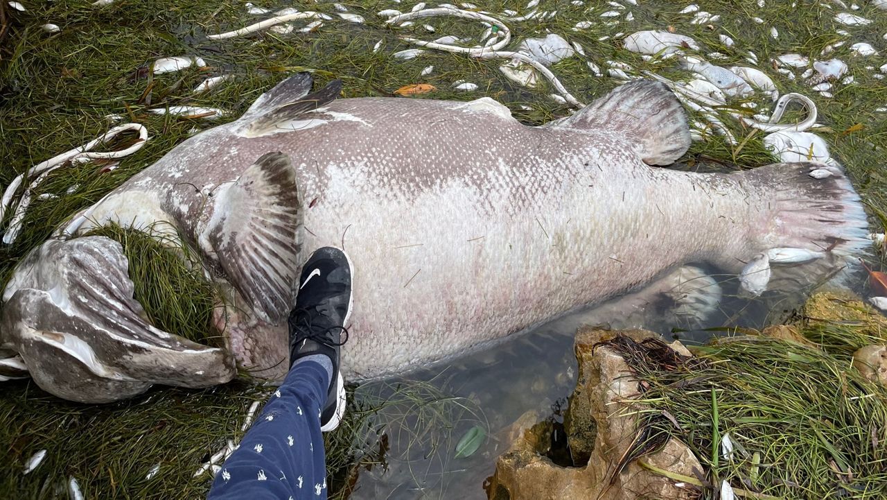 The way goliath grouper are harvested across Florida may change soon