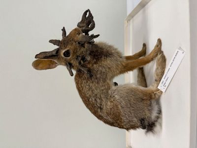 Rabbits with 'horns' in Colorado are being called 'Frankenstein