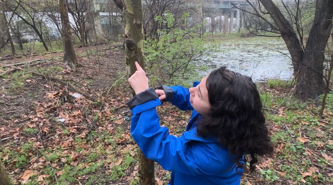 Nonprofit Holds Spotted Lanternfly Egg Hunt