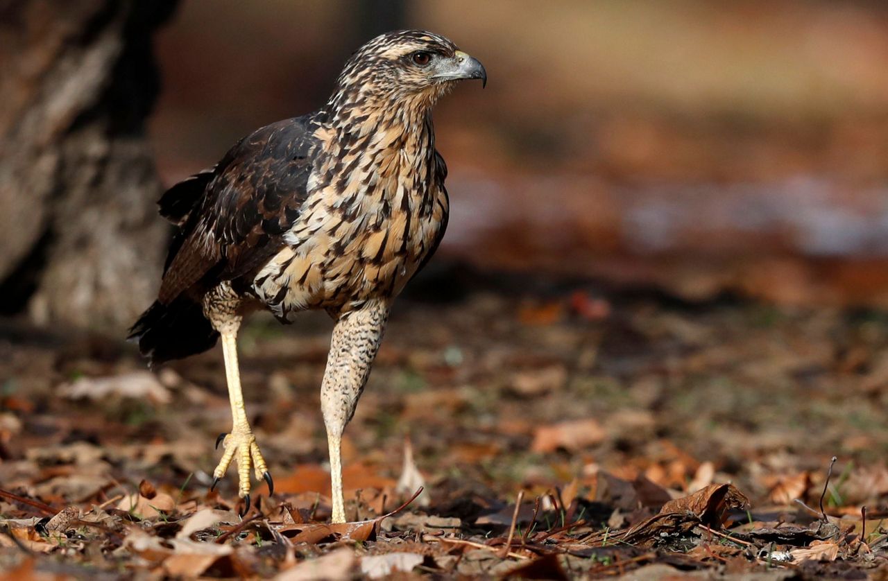 Hawk native to South America wows crowd in Maine park