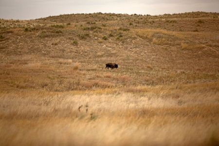 Bison, Buffalo, Tatanka: Bovids of the Badlands (U.S. National Park Service)