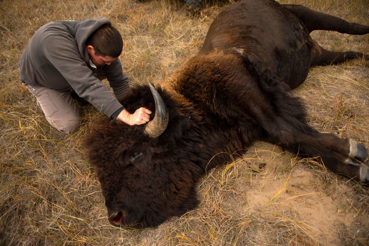 Bison spread as Native American tribes reclaim stewardship