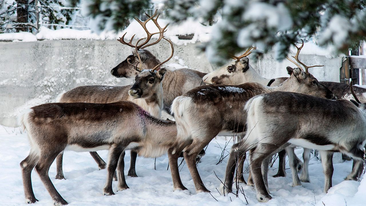 The Meaning of Santa's Reindeer Names