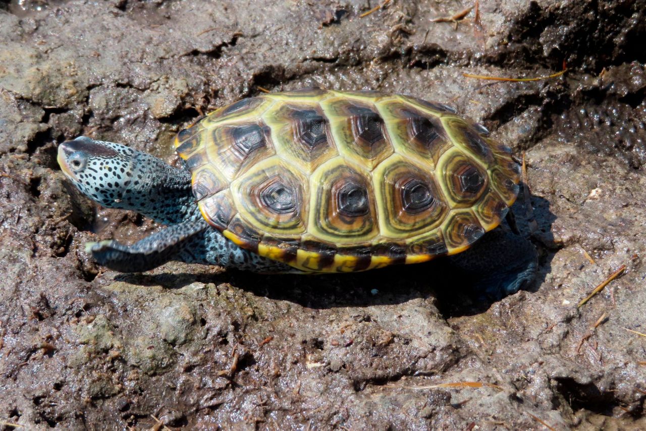 Happy together: Orphaned turtles and kids who set them free