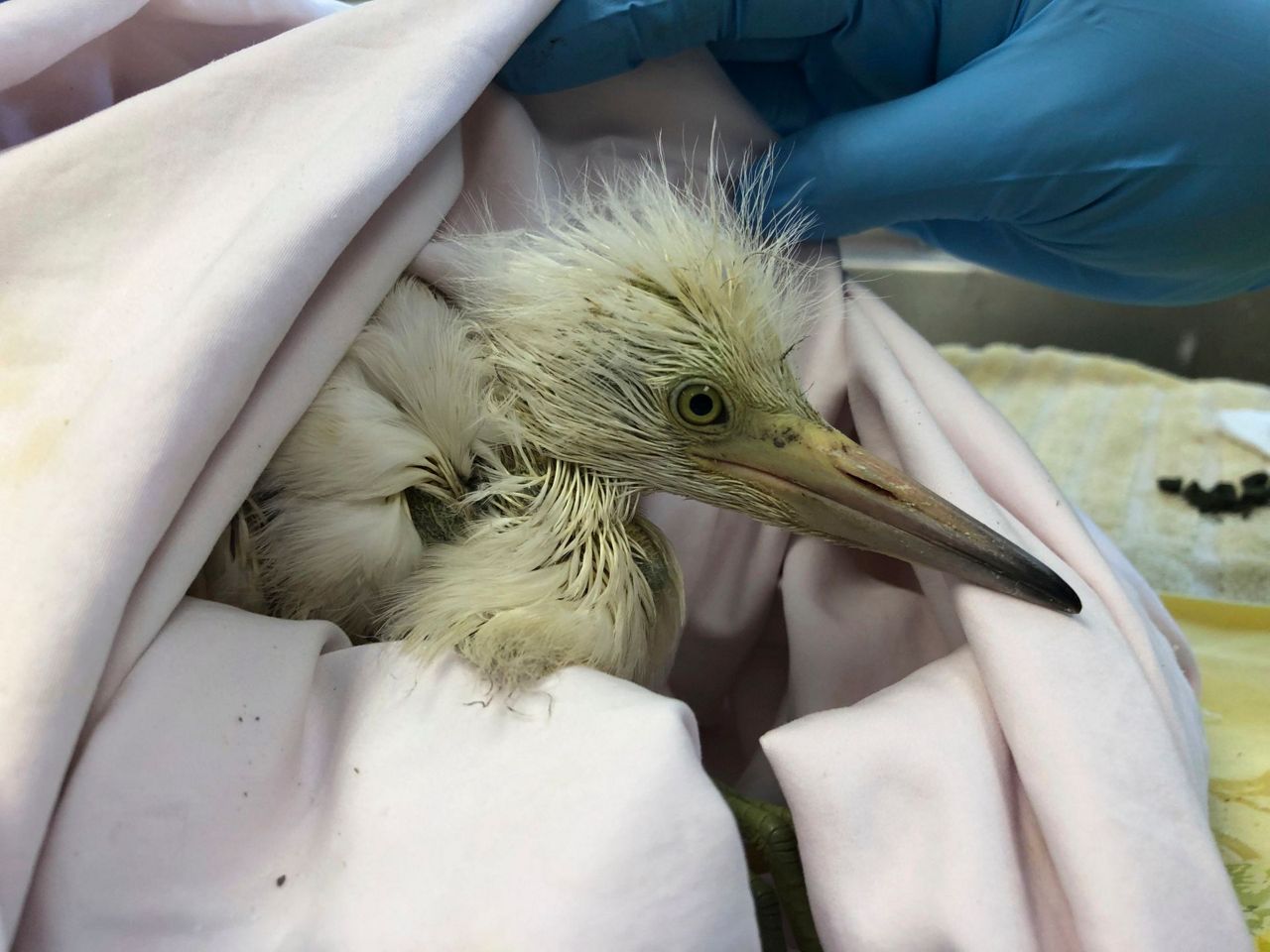Animal rescue group needs help caring for 89 baby birds