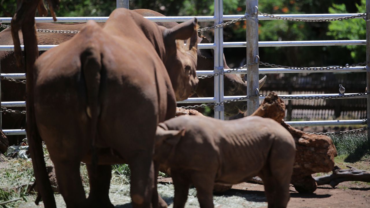 Aria nurses Akamu while Kendi stands in the background. (Brian McInnis/Spectrum News)