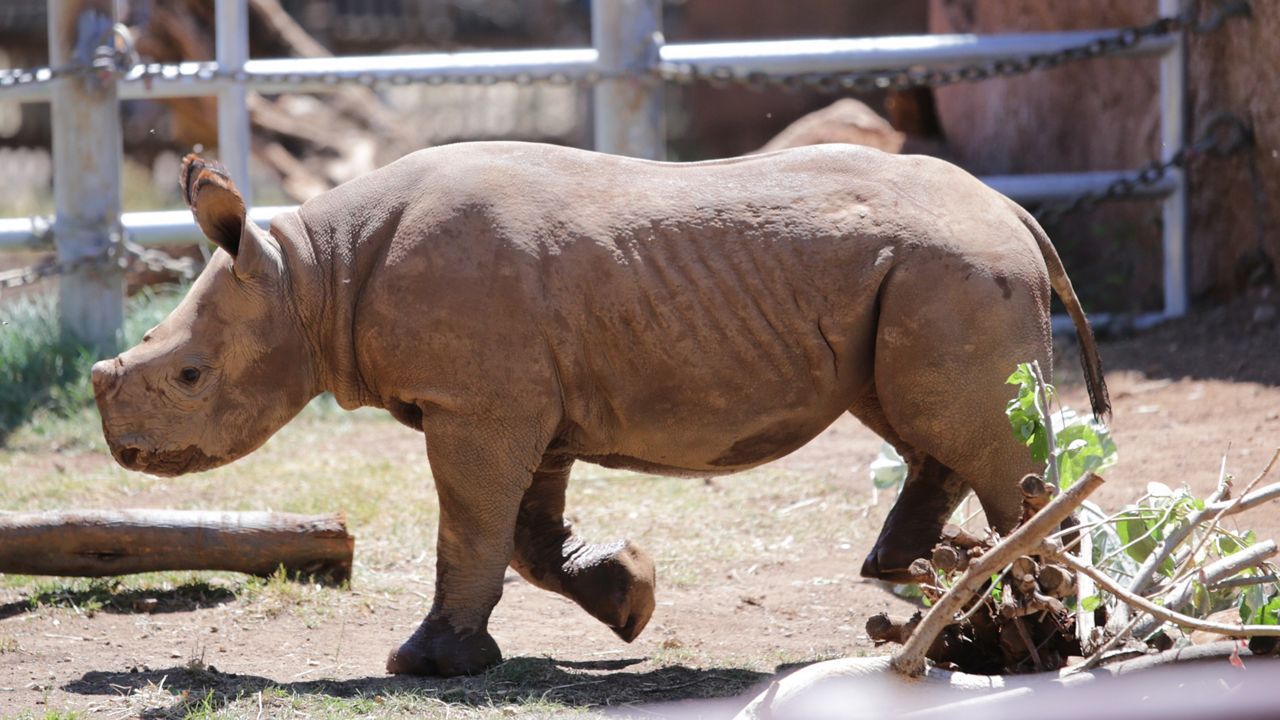 A photo of ʻAkamu, when he was three months old and weighed 250 pounds. (Spectrum News/Brian McInnis)