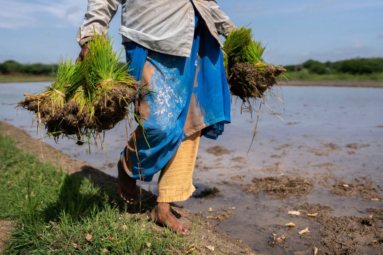 Global food security is at crossroads as rice shortages and surging