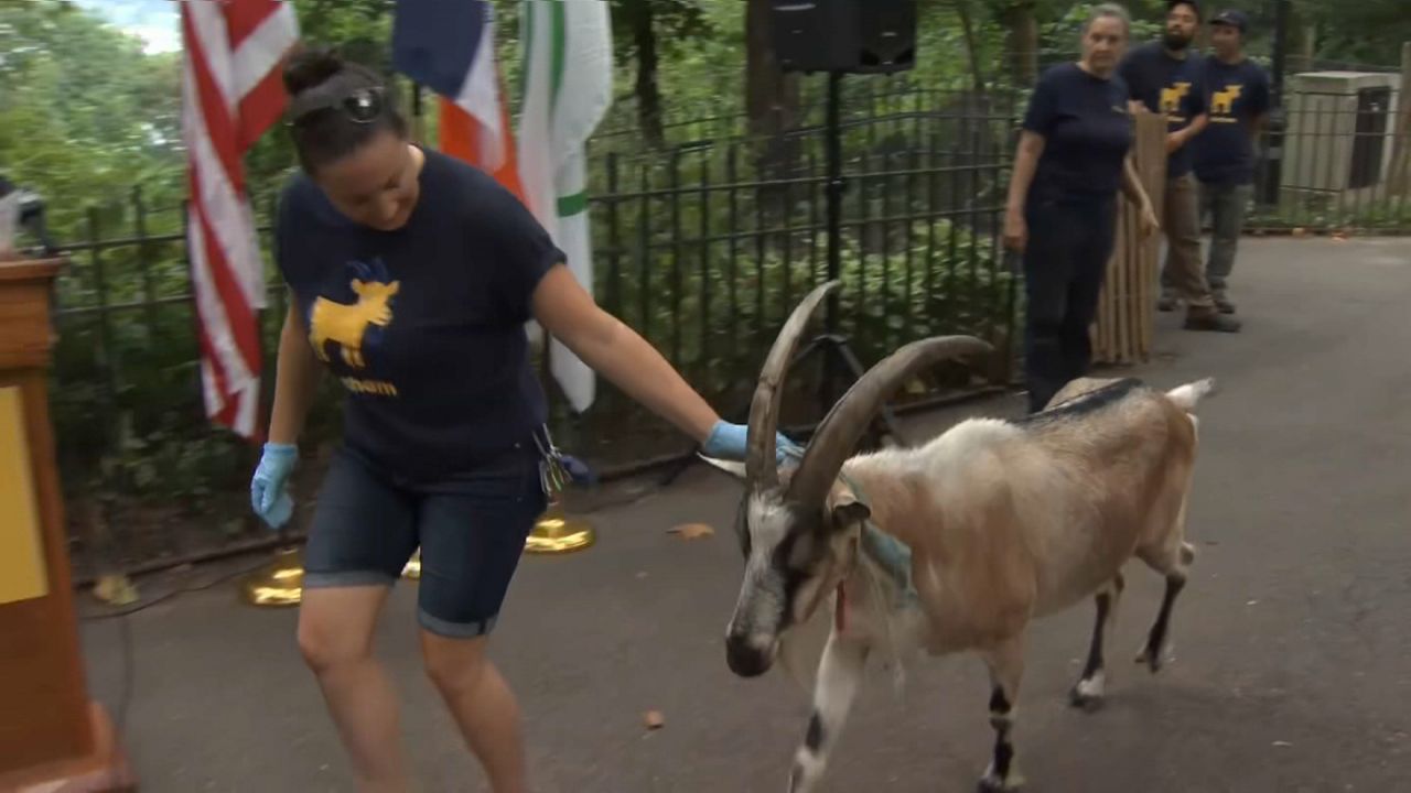 Cabras.