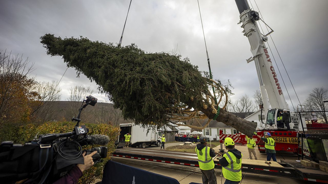 The 74-foot-high conifer was cut down Thursday morning in West Stockbridge and hoisted onto a flatbed truck by crane. (AP Photo/Matthew Cavanaugh)