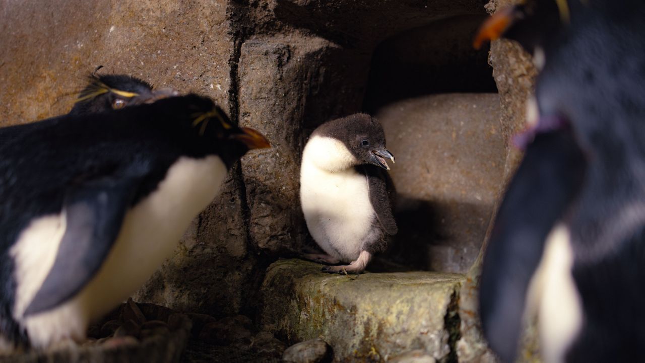 Rockhopper penguin chick Darcy was the first-ever rockhopper hatched at the Fort Worth Zoo on December 21, 2023. (Fort Worth Zoo)