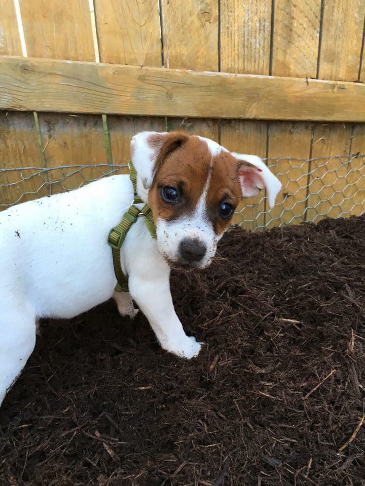 Spectrum News viewer Tracy Sanders shared this pic of her puppy Rocky digging in the dirt! 