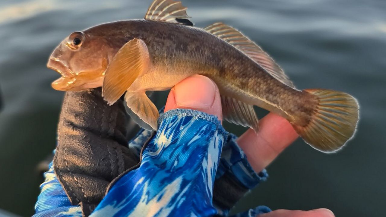 Picture courtesy of WI DNR