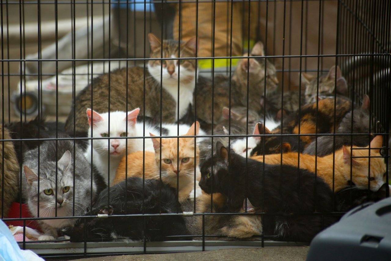 Russian fire teams save 300 cats from burning animal shelter