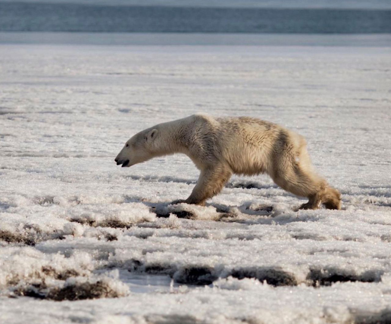 Почему медведи умирают. Белый медведь. Арктические животные. Белые медведи вымирают. Полярный медведь.