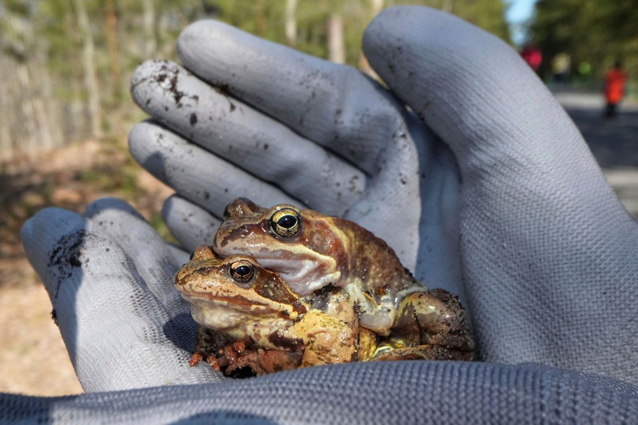 A Russian bucket brigade helps toads and frogs cross the road to get to ...