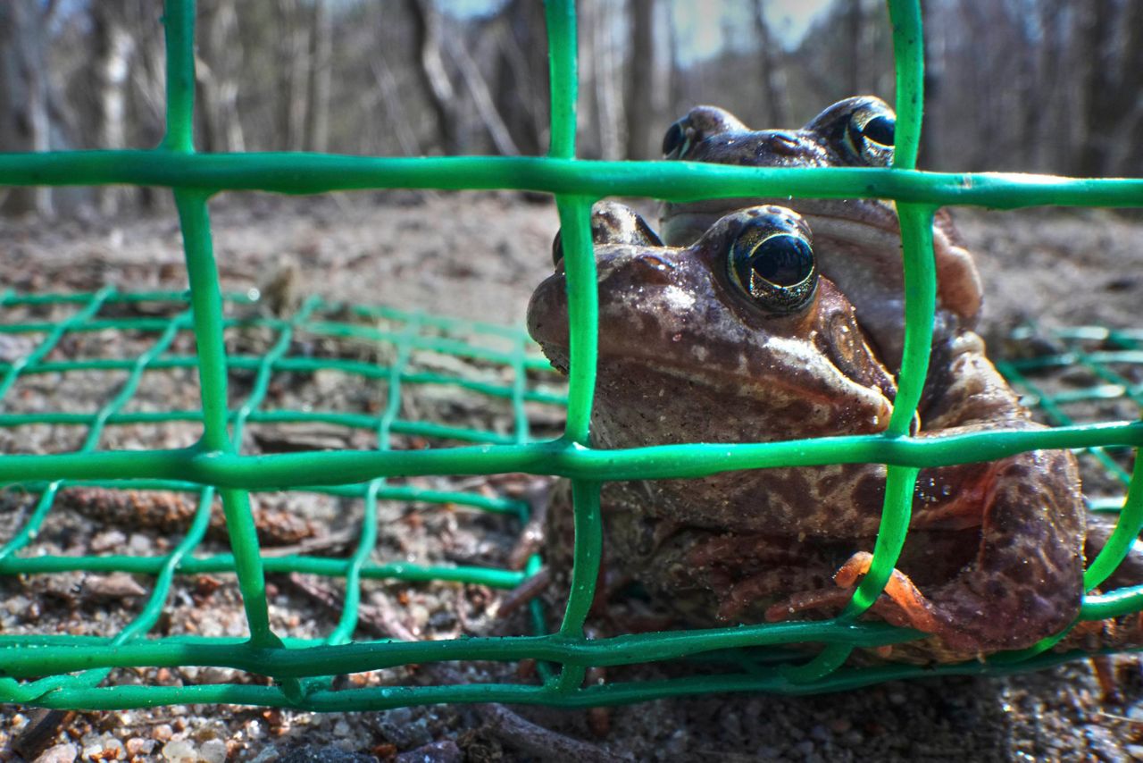 A Russian bucket brigade helps toads and frogs cross the road to get to ...