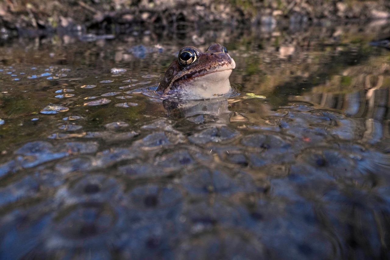 A Russian bucket brigade helps toads and frogs cross the road to get to ...