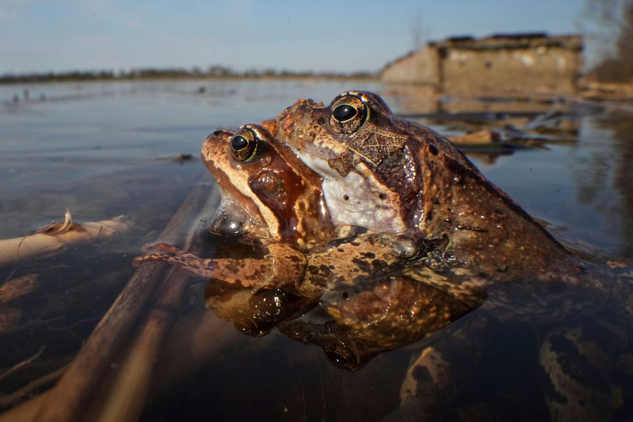 A Russian bucket brigade helps toads and frogs cross the road to get to ...