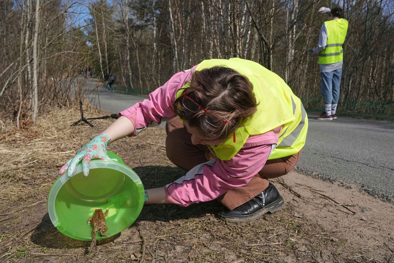 A Russian bucket brigade helps toads and frogs cross the road to get to ...