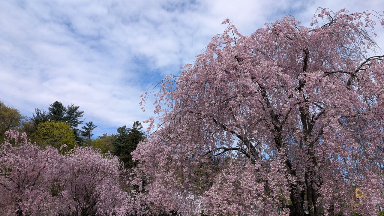 Spring