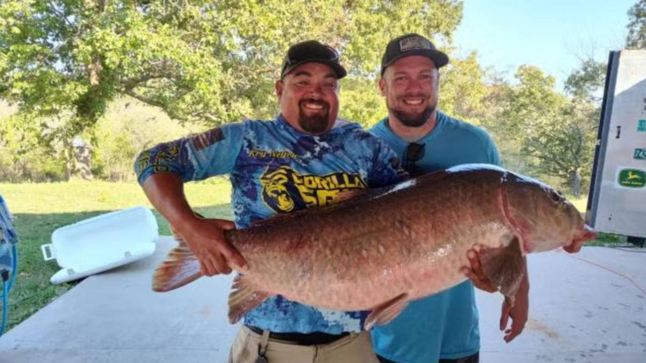 The Missouri Department of Conservation said Ryan Young of Buffalo, Missouri, caught a 55-pound, 9 ounce fish at Stockton Lake on Oct. 13. (Photo: Missouri Department of Conservation)