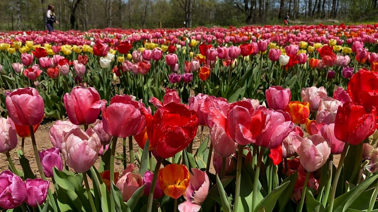 spring flowers
