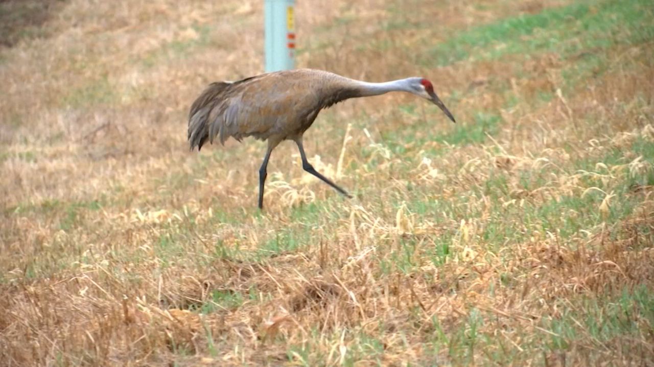 Lawmakers make push for sandhill crane hunting season, ICF opposes