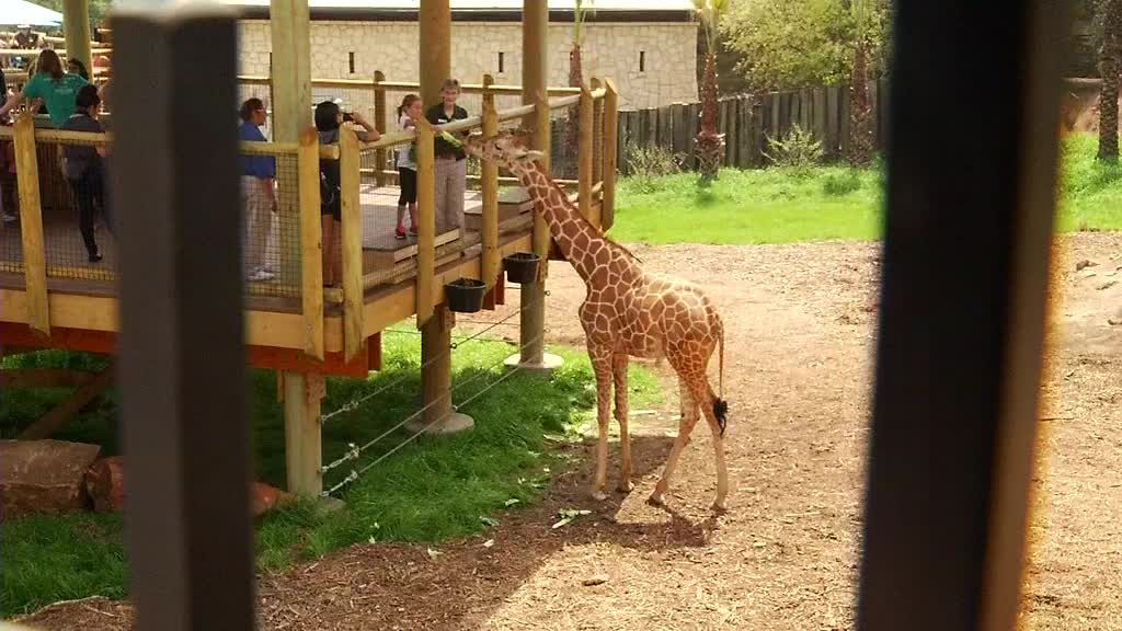 San Antonio Zoo Transforming To Meet The Times   SAZooImprovements3