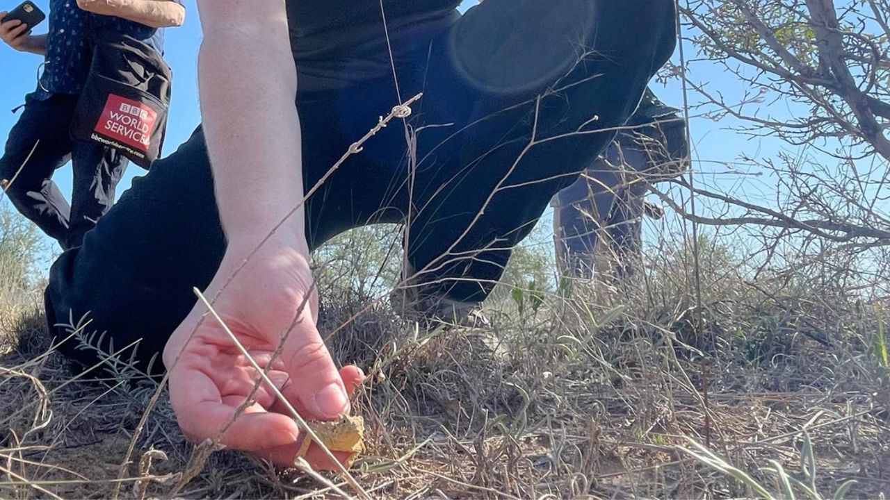 50 zoohatched Texas horned lizards released into wild