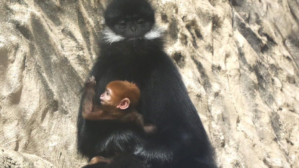 The new baby Francois Langur. (San Antonio Zoo)