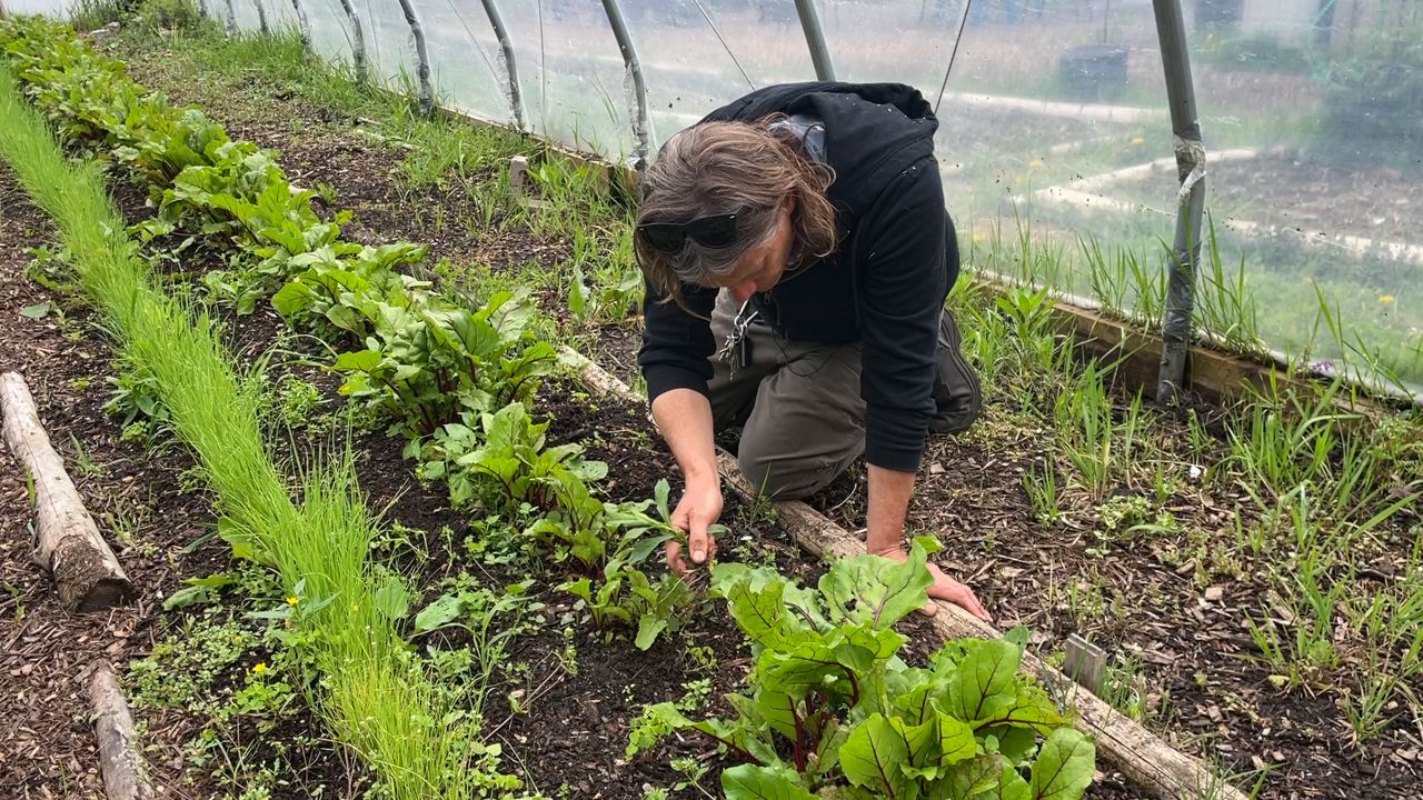 NYS grant empowers food access for underserved communities - Vimarsana News