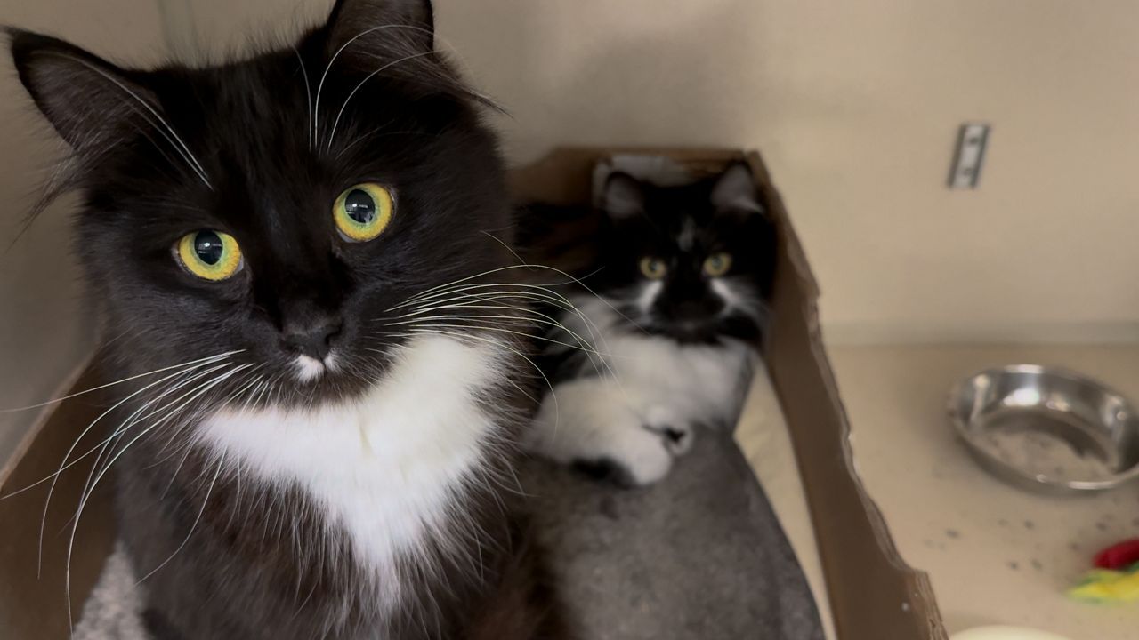 A cat currently under the care of Second Chance Animal Services. (Spectrum News 1/Devin Bates)