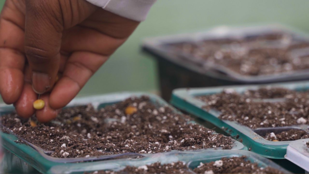 Cleveland looks to revitalize Summer Sprout program