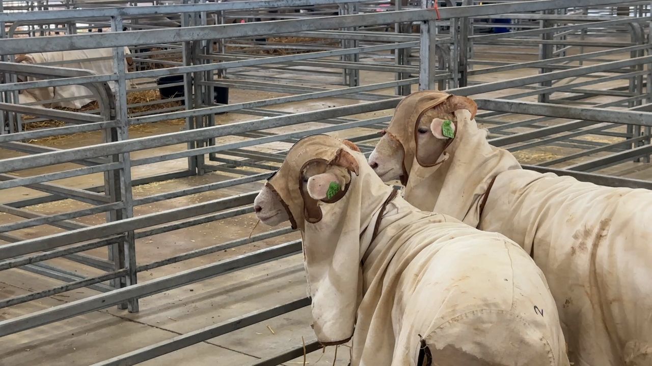 Rising costs reshape a longtime Ohio State Fair tradition