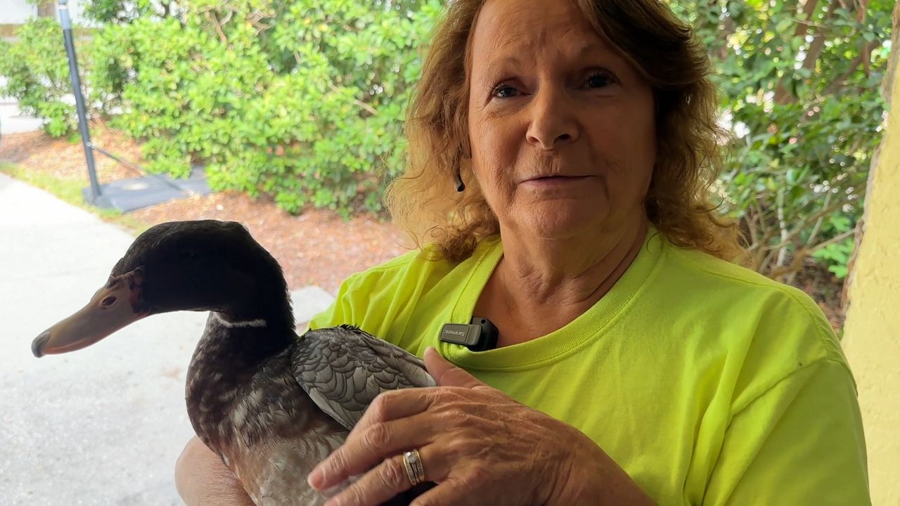 Birds in Helping Hands rescues injured animals