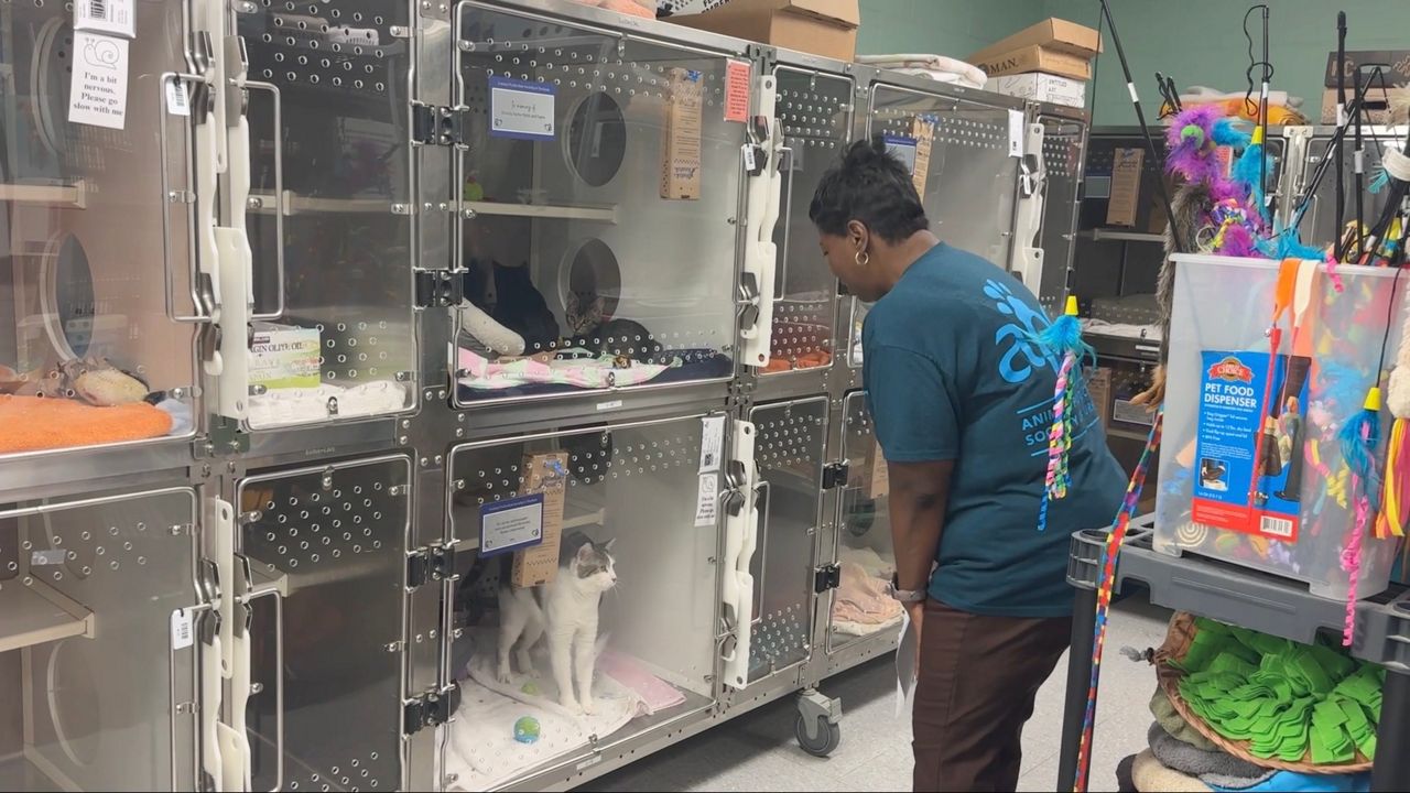 Shafonda Allen, executive director of the Animal Protection Society of Durham, visits cats at the shelter. (Spectrum News 1/Jenna Rae Gaertner)