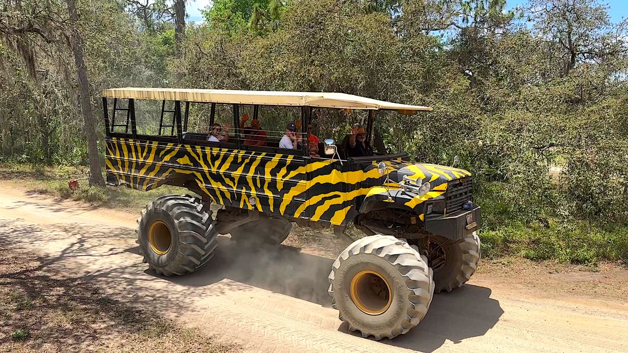 Visitors to Showcase of Citrus can ride in a monster truck among the growing orange trees and meet exotic animals along the way. (Spectrum News/Randy Rauch)