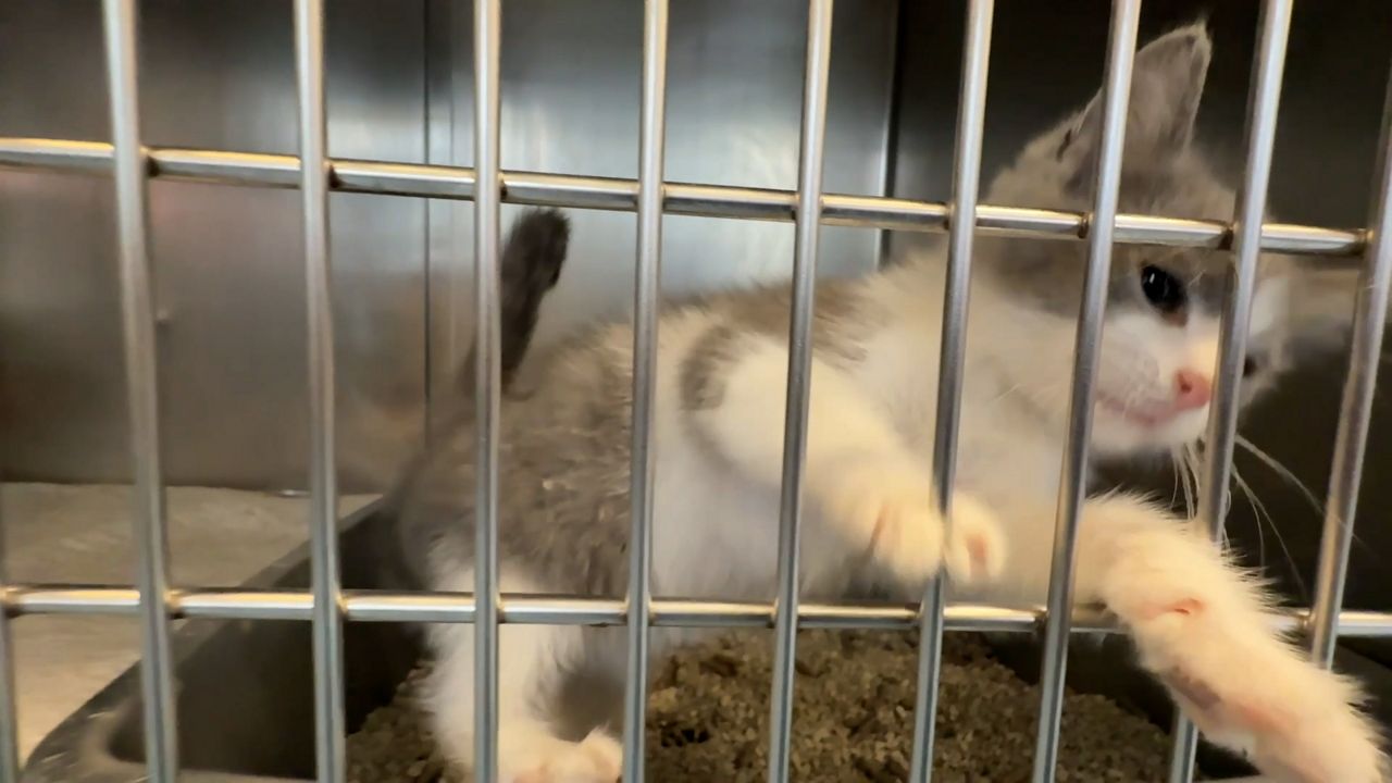 St. Lawrence Valley SPCA receives new lease on life thanks to new funding