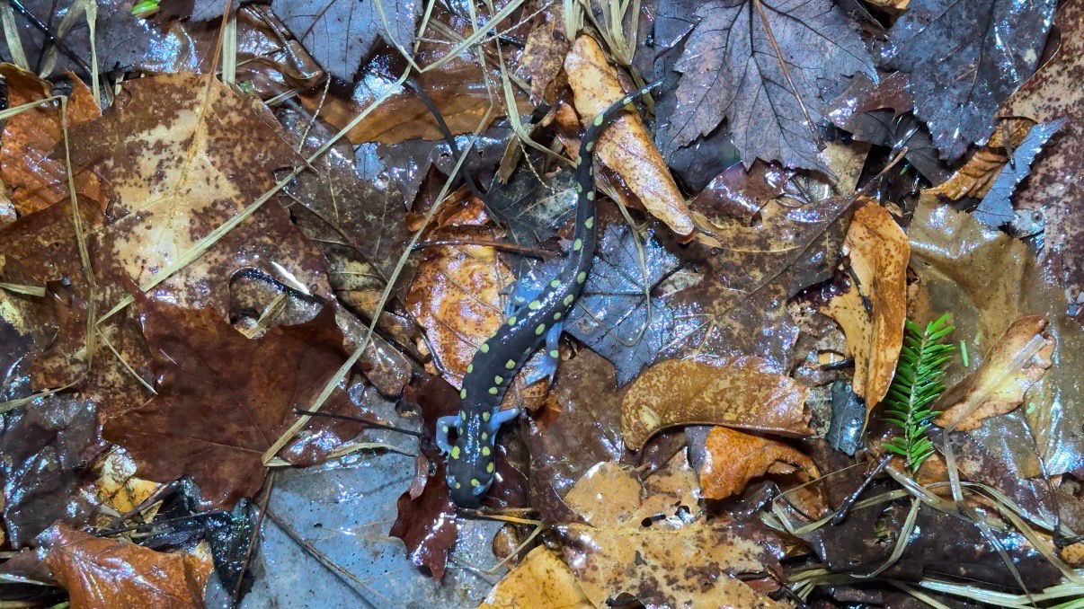 A spotted salamander makes its way through the brush to a vernal pool. (Spectrum News/Natalie Mooney)