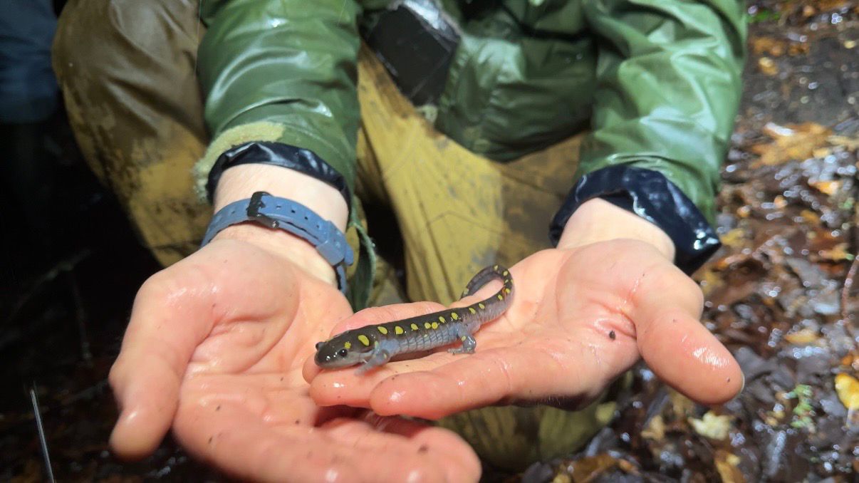 Bredin holds a spotted salamander. Bredin has natural wetness and debris from the environment on his hands. Typically, salamanders should not be picked up as oils can be absorbed into their skin. (Spectrum News/Natalie Mooney)