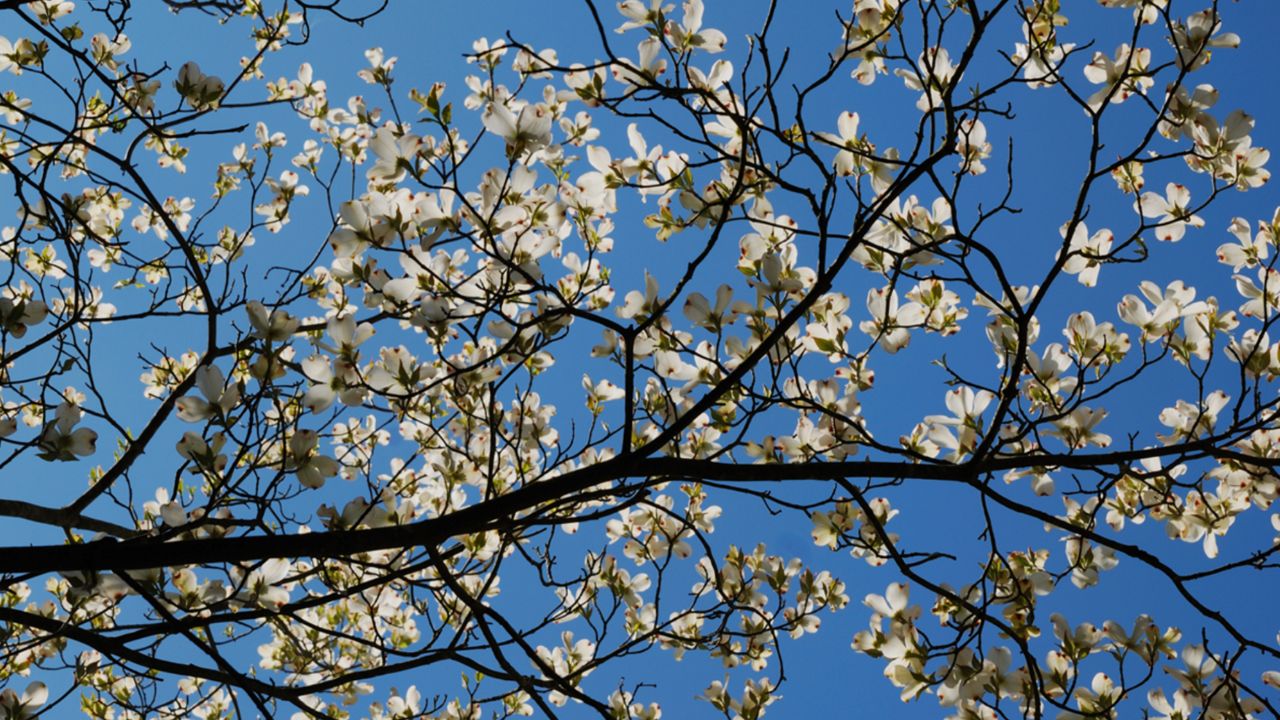 spring blooms 