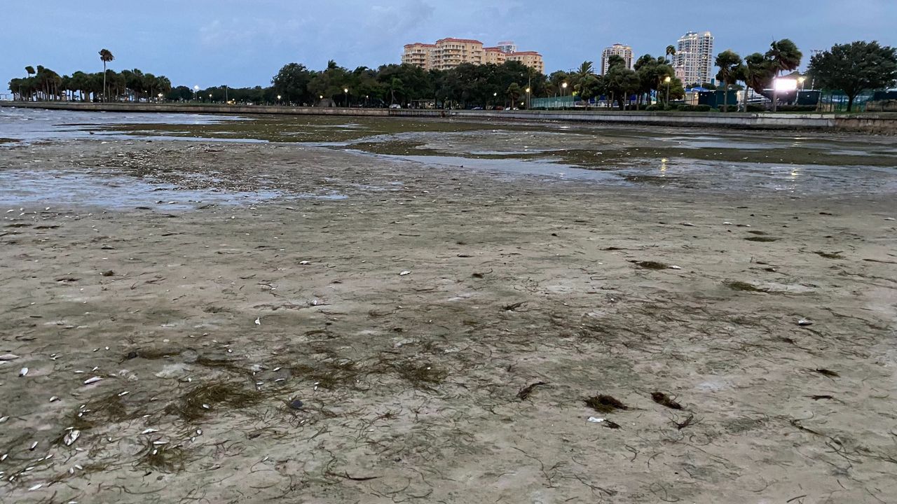 Extremely low tide exposes at least 25 yards of sand off North Shore Park in St. Petersburg (Spectrum News/Josh Rojas)