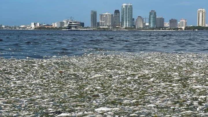 ST PETE RED TIDE