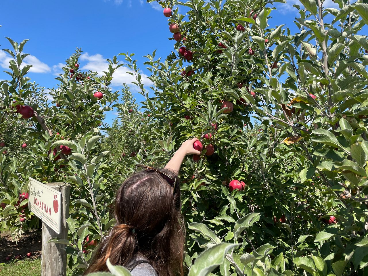 Late Freeze Shortens Fall Apple Season For Indiana Orchards