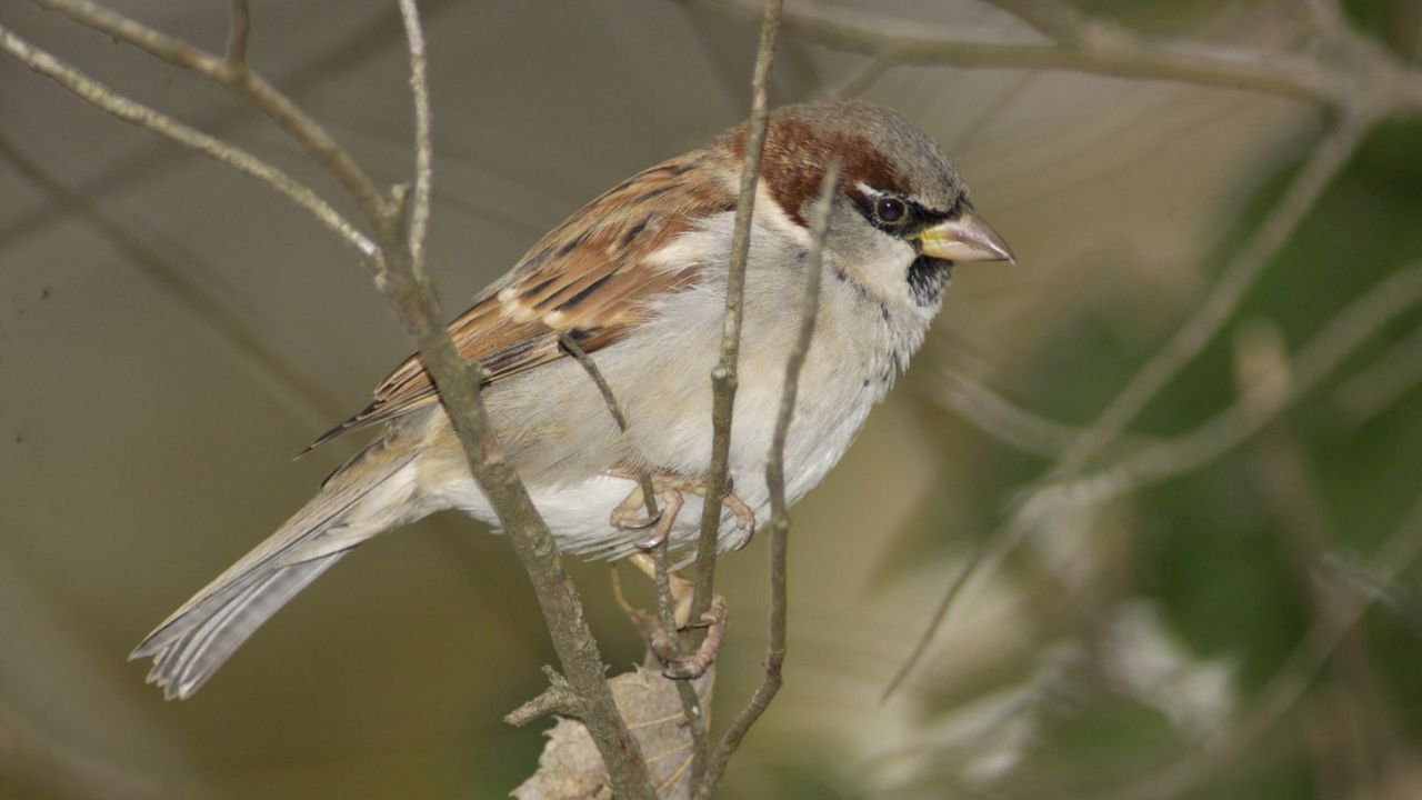 Bird in tree in Missouri. 