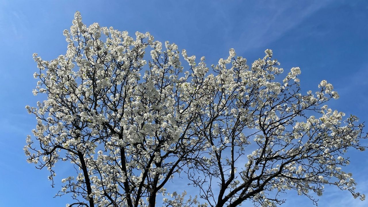 Bradford Pear tree blooms in St. Louis region.