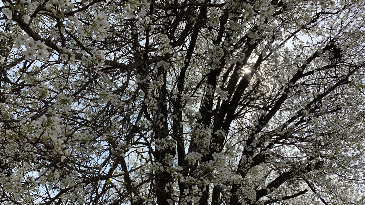 Bradford Pear tree blooms in St. Louis region.