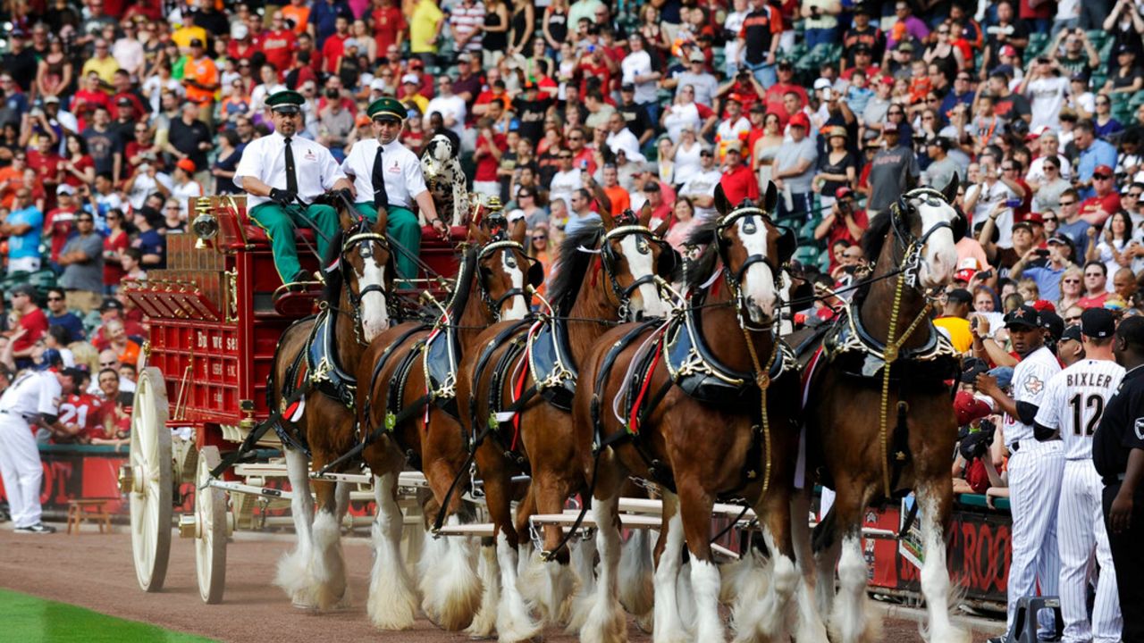 St Louis Cardinals Opening Day Clydesdales 